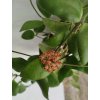 Hoya myrmecopa GPS-8840