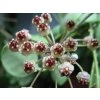 Hoya brevialata (ST)