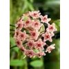 Hoya rubra