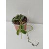 Hoya aff. thompsonii 'pink'