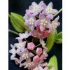 Hoya aff. thompsonii 'pink'