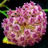 Hoya camphorifolia (VR)