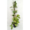 Hoya micrantha 'big leaf' (velká rostlina)