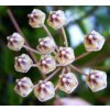Hoya micrantha 'big leaf' (VR)