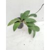 Hoya micrantha 'big leaf' (VR)