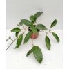 Hoya pottsii 'splash' (VR)
