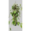 Hoya diversifolia (VT)