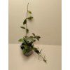 Hoya cv. 'Rebecca' (VR)