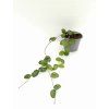 Hoya cv. 'Mathildae' (VR)