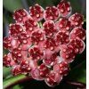 Hoya wayetii 'variegata' (ZR)
