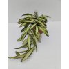 Hoya wayetii 'variegata' (ST)