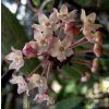 Hoya macrophylla 'Snow Queen' (VR)