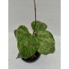 Hoya macrophylla 'Snow Queen' (VR)