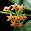 Hoya pandurata 'splash'