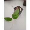 Hoya vitellina (zakořeněný řízek)