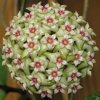 Hoya wibergiae