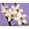 Hoya minahassae IPS 8816 (VR)