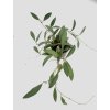 Hoya anncajanoae (ST)