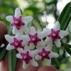 Hoya engleriana (VR)