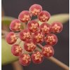 Hoya bilobata (VT, závěs 9cm)