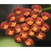 Hoya panchoi IML-0249