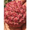 Hoya kickii (VR)