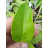 Hoya montana 'Long Leaf' (VR)