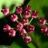 Hoya lucardenasiana (VR)