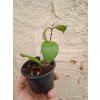 Hoya dolichosparte 'pink' (zakořeněný řízek)