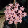 Hoya dolichosparte 'pink' (zakořeněný řízek)