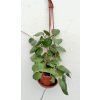 Hoya dolichosparte 'pink' (VT, závěs 9cm)