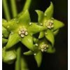 Hoya obtusifolioides (green) (ZR)