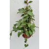 Hoya crassipetiolata (závěs, prům. 9cm)