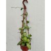 Hoya crassipetiolata (závěs)