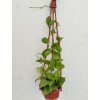 Hoya crassipetiolata (závěs)