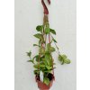 Hoya crassipetiolata (závěs)