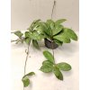 Hoya crassipetiolata 'splash' (ST)