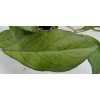 Hoya crassipetiolata (ST)