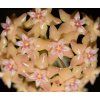 Hoya fitchii (VR)