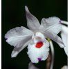 Dendrobium annae
