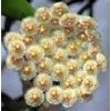 Hoya parviflora (ST)