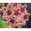 Hoya globulifera (VR)