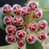 Hoya isabelchanae GPS-7-35 (ZR)