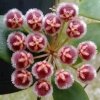 Hoya isabelchanae GPS-7-35