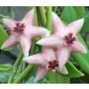 Hoya coronaria 'red corona'