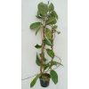 Hoya monetteae