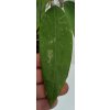 Hoya sp. Miari Jaya 58 (VT)