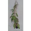Hoya sp. Miari Jaya 58