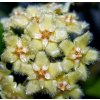 Hoya erythrina 'round leaf' (ZR)