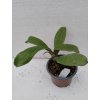 Hoya erythrina 'round leaf' (ZR)